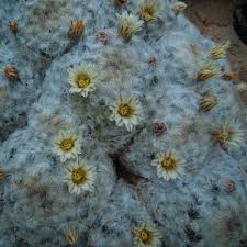 Image result for Chamaecrista plumosa