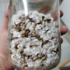 If she _ in st. Cloned And Isolated Now She Is Almost Ready To Go Shrooms