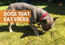 Bits of wood are very common for dogs to pick up on a walk. Why Do Dogs Eat Sticks Throw Up How To Stop