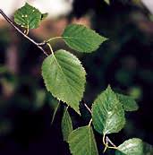 All these trees, and other birch too, are potentially susceptible to those major pests, and since bronze birch borer is the most serious, let's focus on that. Paper Birch