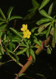 Image result for Ludwigia leptocarpa