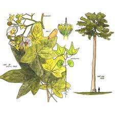 Image result for Triplochiton