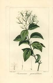 Image result for Jasminum schimperi
