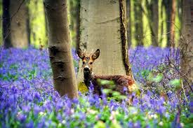 Bluebells hyacinth not to be missed. Hallerbos Forest Series Stunning Beauty Places Of The Earth Unknown To Tourists