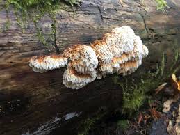 Image result for Pycnoporellus alboluteus