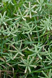 Image result for Dactyloctenium geminatum