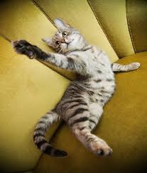 Cat Positions And What They Mean Cat Position Cat Sleeping Positions Cat Playing