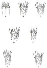 Image result for Pegolettia senegalensis