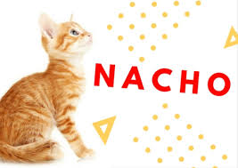 82 more fabulous orange cat names. 60 Badass Names For Red Or Orange Cats Pethelpful