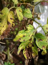 But if you are fortunate enough to live in a mild area that is sheltered from cold winds then you can expect a satisfactory crop. 7 Causes Cures Of Yellow Leaves On Tomato Plants Dengarden