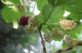 Mulberries are generally hardy in usda zones 4 through 8. Here I Go Round The Mulberry Tree