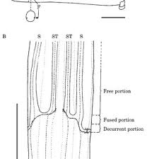 Image result for Isoglossa pawekiae