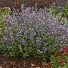 If you add tall grasses and leave your late herbaceous perennials intact until spring these areas will remain interesting throughout winter. 26 Perennials N Z Ideas Perennials Plants Planting Flowers