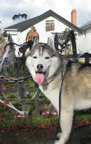 Indonesia representative office menara dea, 15th floor suite 1502 kawasan mega kuningan jl. Beautiful Husky At A Haunted House Beautiful Husky Cool Pets Husky