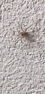 No pudé acercarme más, me da un buen de miedo. Approx. 1.3 cm, ¿Es de  importancia médica? La reubico o la dejó en mi baño junto a las patonas  normales? 😱 Soy