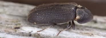 More images for common furniture beetle » What Is Woodworm Specialist Help Peter Cox
