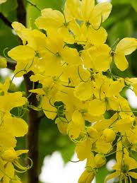 Image result for Cassia angolensis