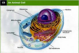 • use analogies to learn about organelles. 17 Cell Analogy Projects 2014 Ideas Cell Analogy Cell Analogy