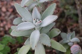 There are 2 brutblatt for sale on etsy, and they cost. Brutblatt Bryophyllum Pflege Der Goethe Pflanze Gartenlexikon De