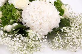 Maybe you would like to learn more about one of these? Dried Flowers Names And Photos Descriptions Of Species And Varieties Best Landscape Ideas
