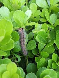 Image result for Searsia tenuinervis