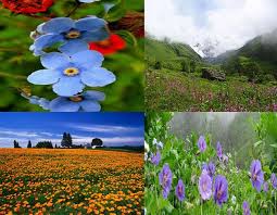 If you have any suggestions, feedback regarding valley of flowers travel map or you want to add or remove any particular valley of flowers, india map image then please email us at: Valley Of Flowers National Park Animals Tours Tiger Map Single Horned Rhinoceros