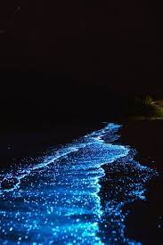 Best Time To See Bioluminescent Plankton In Maldives 2019 2020 Blue Aesthetic Dark Blue Aesthetic Blue Aesthetic Pastel