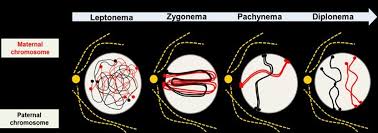 Image result for Meiosperma
