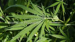 Medical Marijuana Ran Herbs
