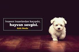 Hayvan Sevgisi Ile Ilgili Sozler Hayvan Sevgisi Sozleri Pek Guzel Sozler