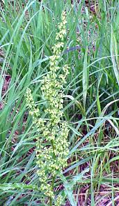 Image result for Afroligusticum runssoricum