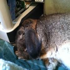 Stream Lisa Commentucci Lowden music