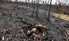 Apr 09, 2021 · la voz del interior. Mas De 2 Millones De Animales Mueren En Incendios Forestales En Bolivia