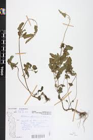 Image result for Platostoma africanum