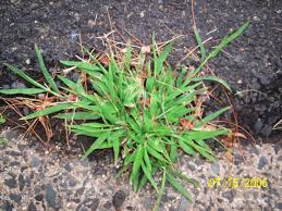 Image result for Digitaria nitens