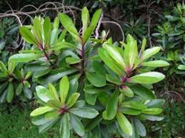 Image result for Myrsine