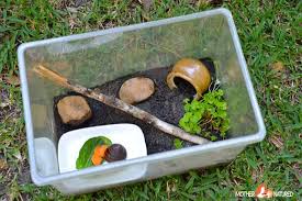 Be sure to bury the wire to keep out those persistent diggers, and consider electric fencing as extra deterrent. Keeping Pet Snails Everything You Need To Know About Their Care