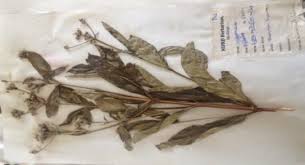 Image result for Lippia somalensis