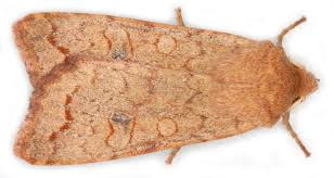 Image result for Blotiella currorii