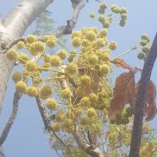 Image result for Steganotaenia