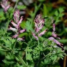 Image result for Fumariaceae