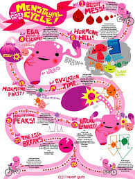 Learn About Your Menstrual Cycle