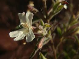 Image result for Dyschoriste hildebrandtii