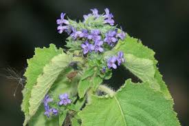 Image result for Xerophyta suaveolens