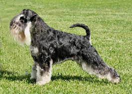 White And Black Mini Schnauzer Melbourne Australia Love That Australia Doesn T Dock The Tail Yay Black Mini Schnauzer Miniature Schnauzer Schnauzer