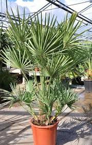 Zwergpalme Sonderaktion Chamaerops Humilis Winterharte Pflanzen Garten Palmen Pflanzen Kubelpflanzen