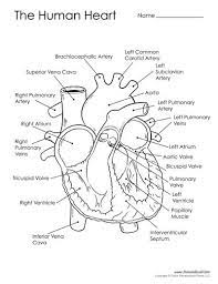 Diagram Of The Human Heart Human Heart Diagram Heart Diagram Basic Anatomy And Physiology