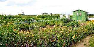 Neu etagenwohnung • köln junkersdorf. Urban Gardening In Koln 18 Garten Projekte Zum Mitmachen Kolner Stadt Anzeiger