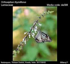 Image result for Orthosiphon thymiflorus