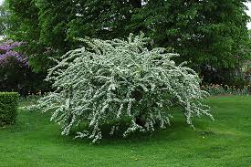 Image result for Cotoneaster